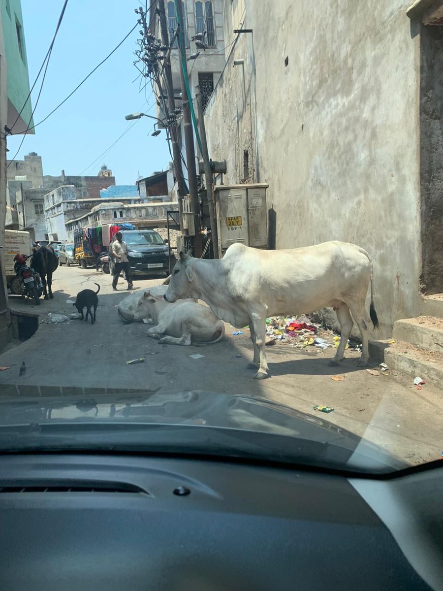 Singi gali daresi-2 #Agra
Photos of the crisis people r facing on a regular basis.
Problem is stray animals like dogs, buffalos &amp; cows, take all the garbage and spread it all over. Very pathetic condition, please do the needful <a href="/AgraNagarNigam/">Agra Nagar Nigam</a>
<a href="/OfficeOfDMAgra/">DM Agra / DEO Agra</a>