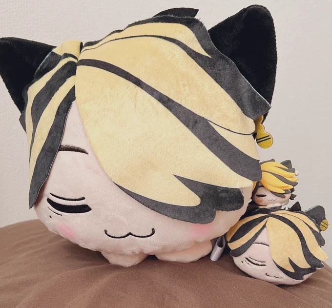 大きいおひるちゃん引き取ってきたんだけど可愛い…そしてデカい…