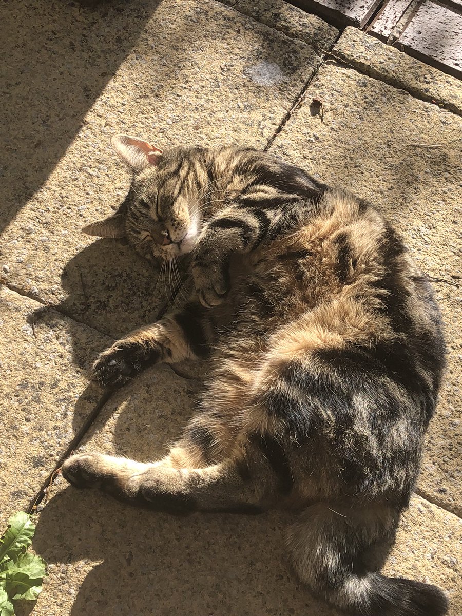 oddsocksv's tweet photo. @AliTheGamingHag i present to you: Missy sending you all the best sleepy and sunny vibes <3 https://t.co/44rSNXfArg