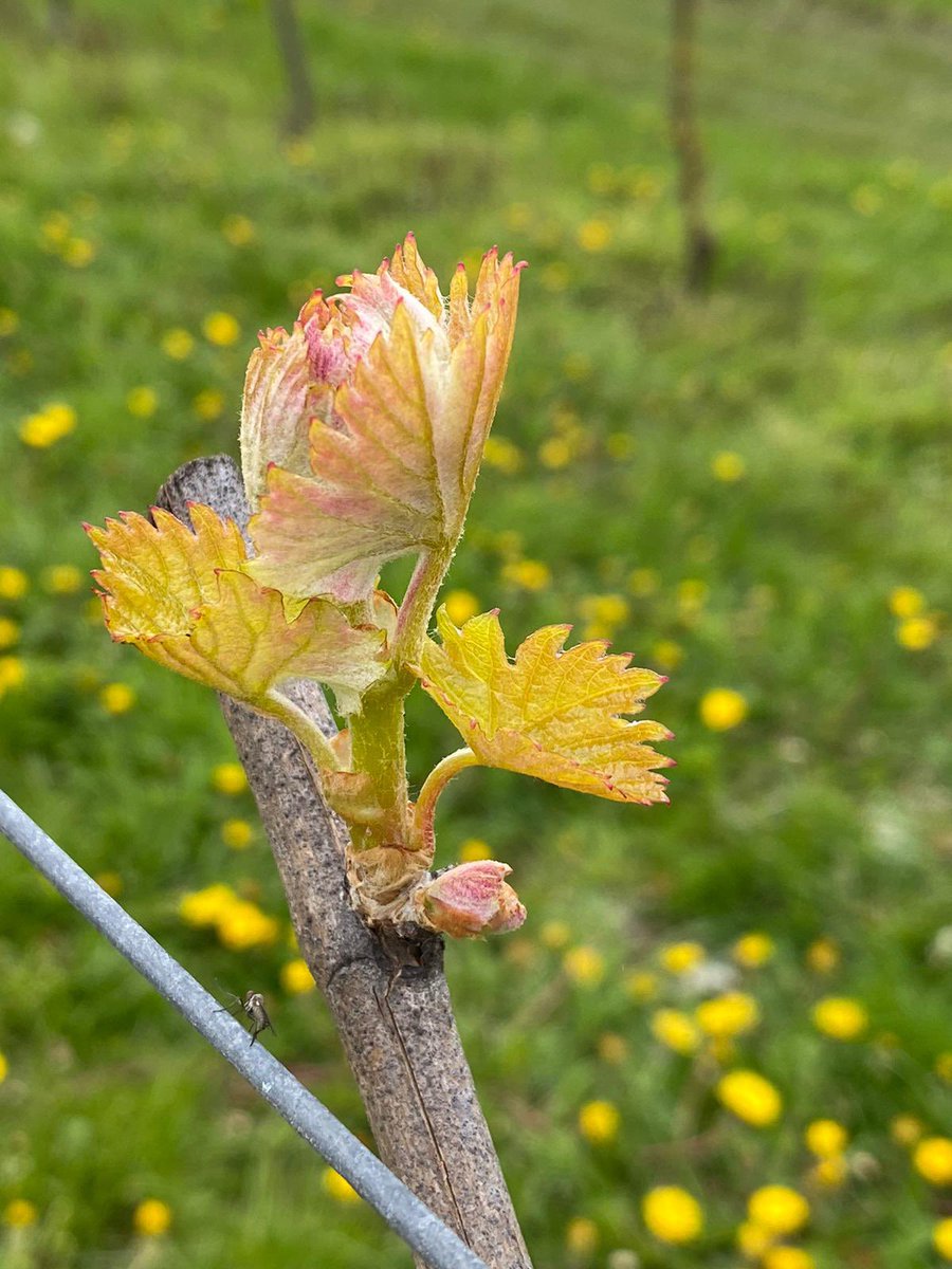 We need these buds to stay healthy and produce a good crop this year. But we urgently need the right equipment. Please donate! This year is make or break for London’s Community Vineyard - a unique  #socialenterprise in #Enfield localgiving.org/appeal/tractor… #savelondonsvineyard