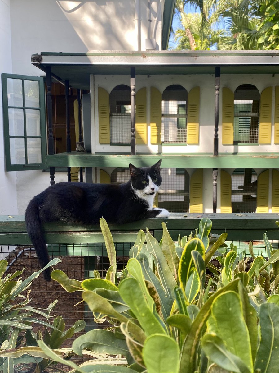 thehackette's tweet photo. Purrnest Hemingway: Cats living their best (nine) lives at the writer’s home in #KeyWest 🐱 #FloridaKeys #ErnestHemingway #OnlyintheKeys https://t.co/MrAbG8tN5E