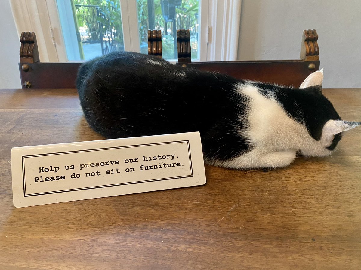 thehackette's tweet photo. Purrnest Hemingway: Cats living their best (nine) lives at the writer’s home in #KeyWest 🐱 #FloridaKeys #ErnestHemingway #OnlyintheKeys https://t.co/MrAbG8tN5E