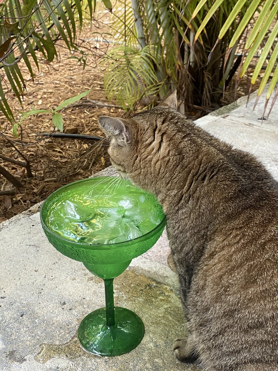 thehackette's tweet photo. Purrnest Hemingway: Cats living their best (nine) lives at the writer’s home in #KeyWest 🐱 #FloridaKeys #ErnestHemingway #OnlyintheKeys https://t.co/MrAbG8tN5E