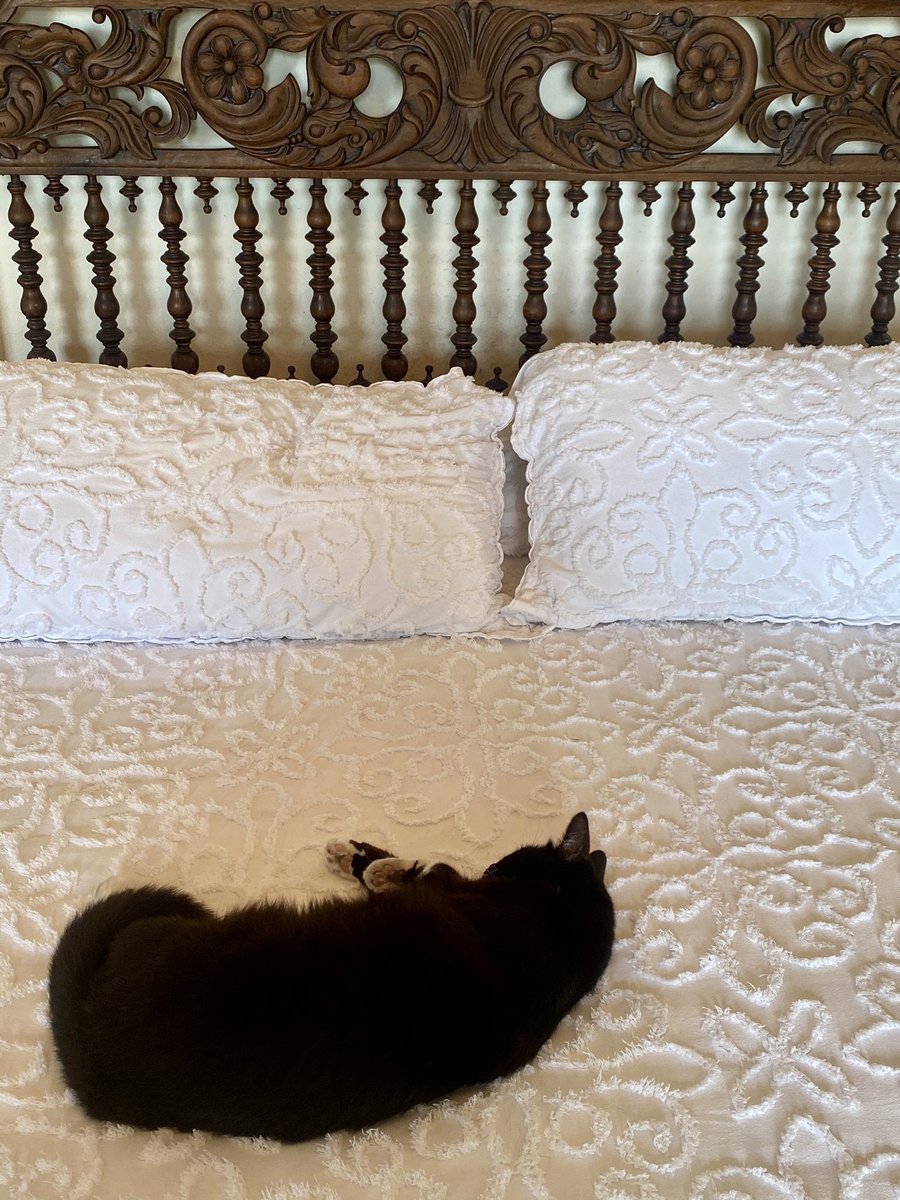 thehackette's tweet photo. Purrnest Hemingway: Cats living their best (nine) lives at the writer’s home in #KeyWest 🐱 #FloridaKeys #ErnestHemingway #OnlyintheKeys https://t.co/MrAbG8tN5E