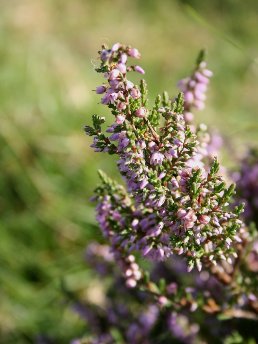 mpaganels's tweet photo. It's always so satisfying to shoot macros!

This is a a purple heater, one of the two national flowers of #Norway chosen in 1976. Flower of the year in 2019, it's extremely cold-hardy, surviving well below −20 °C (−4 °F)

Denmark, 2016
#macrophotography #canon #floweroftheyear https://t.co/u02VMcZflj