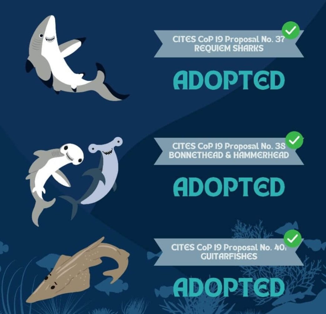 kimfriedmans's tweet image. The @CITES CoP19 listing of #sharks was significant!

Do you have an interest to work with developing countries on defining needs to speed sound implementation of trade provisions — so that legal &amp;amp; sustainable trade can proceed

Yes!
Please send me a CV &amp;amp; note. Email in profile