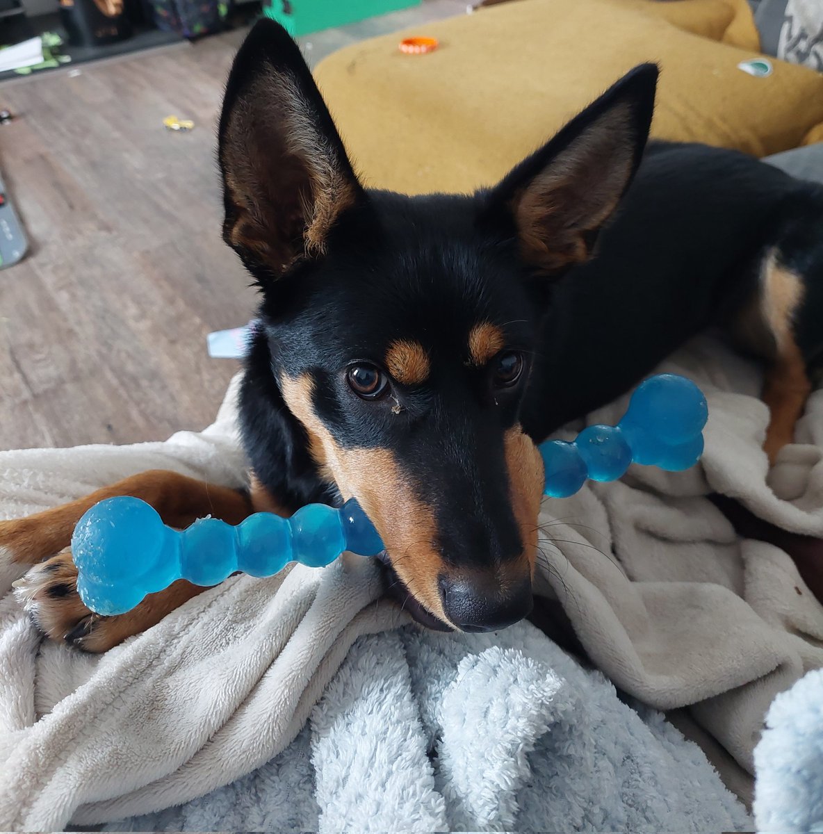 Mum wants to drinks cup of brown stuffs but I wants to play. Who will prevail? #dogsoftwitter