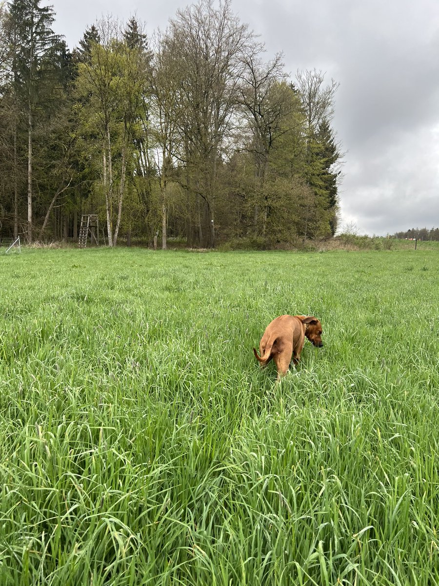 dialogmann's tweet photo. Ich erobere gerade mit meiner afrikanischen CO2-Schleuder die Klimawandelbedingte deutsche Steppen-und Wüstenlandschaft
#Klimakrise #wueste #ridgeback https://t.co/XkQ9CDMSt9