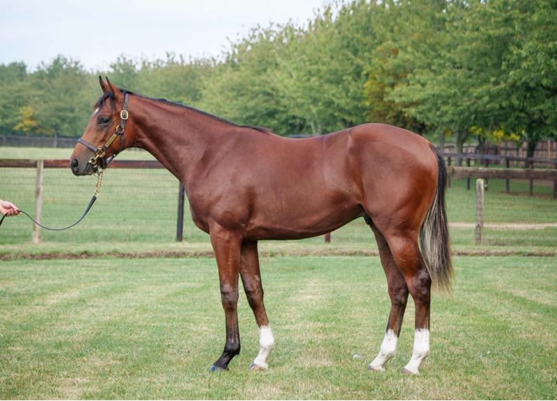 FRANKEL colt out of Auld Alliance who was bought 800,000gns by Coolmore  and Peter Brant, has been named THE EUPHRATES <a href="/KirtlingtonStud/">Kirtlington Stud</a>

2 year-old The Euphrates is in training with Aidan O’Brien