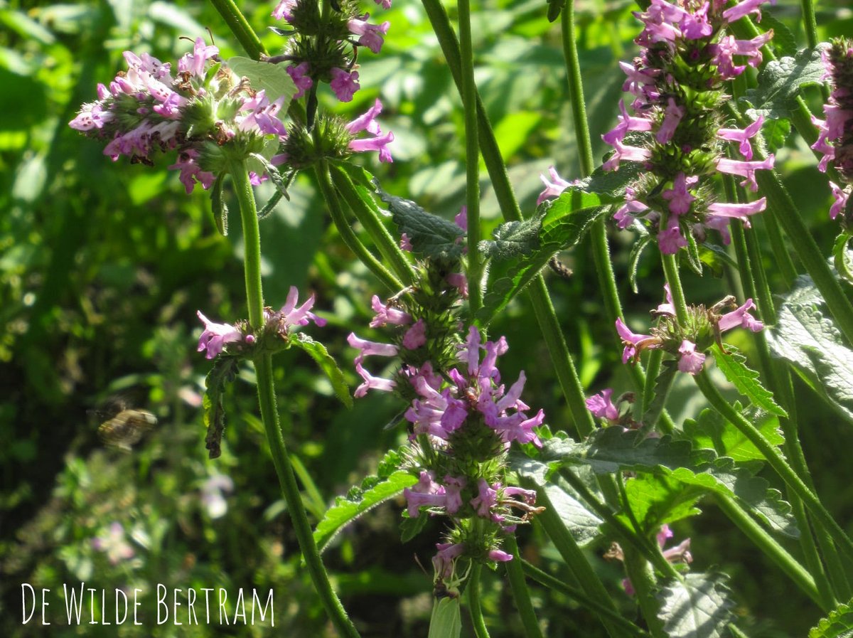 DeBiezen_76's tweet photo. Vandaag en morgen is de #Betonie te koop bij de #WildeBertram in Gemert. Een ware topplant voor in de natuurlijke tuin voor tal van vlinders, zweefvliegen, wilde bijen en hommels.En ook nog eens een erg mooie plant, die helaas op de Rode Lijst staat als bedreigd #plantenvanhier https://t.co/AGnR3u25gk