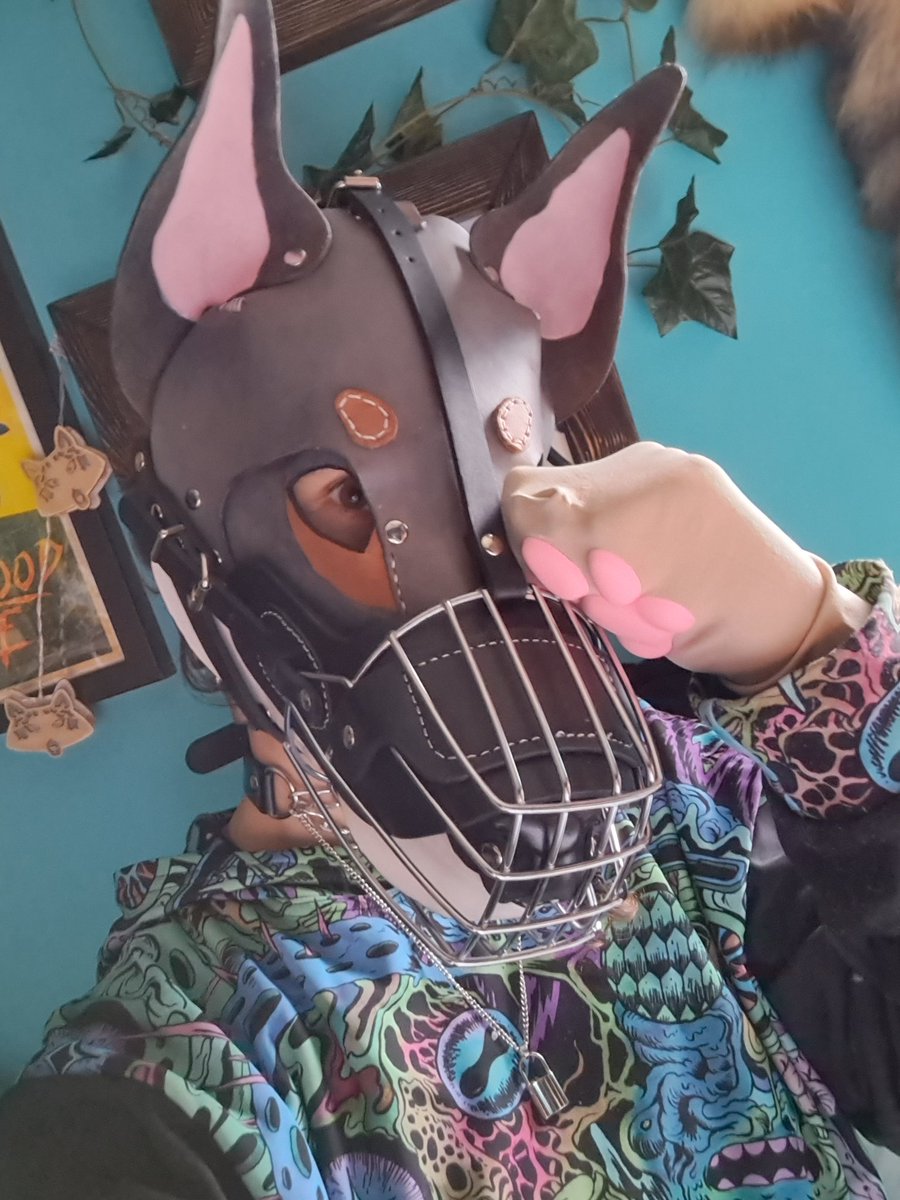 PupGremlin's tweet photo. It's the weekend, so won't you please let me out so I can play properly? 😶
#Pup #FemalePup #PupHood #WolfdogPup #Wolfdog #BitchPup #PupPlay #Muzzle #MuzzledPup #MuzzledBitch #MuzzledWolfdog https://t.co/ZIbrl6CnXe