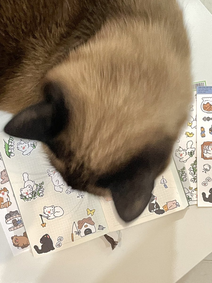 내 귀여운 방해꾼