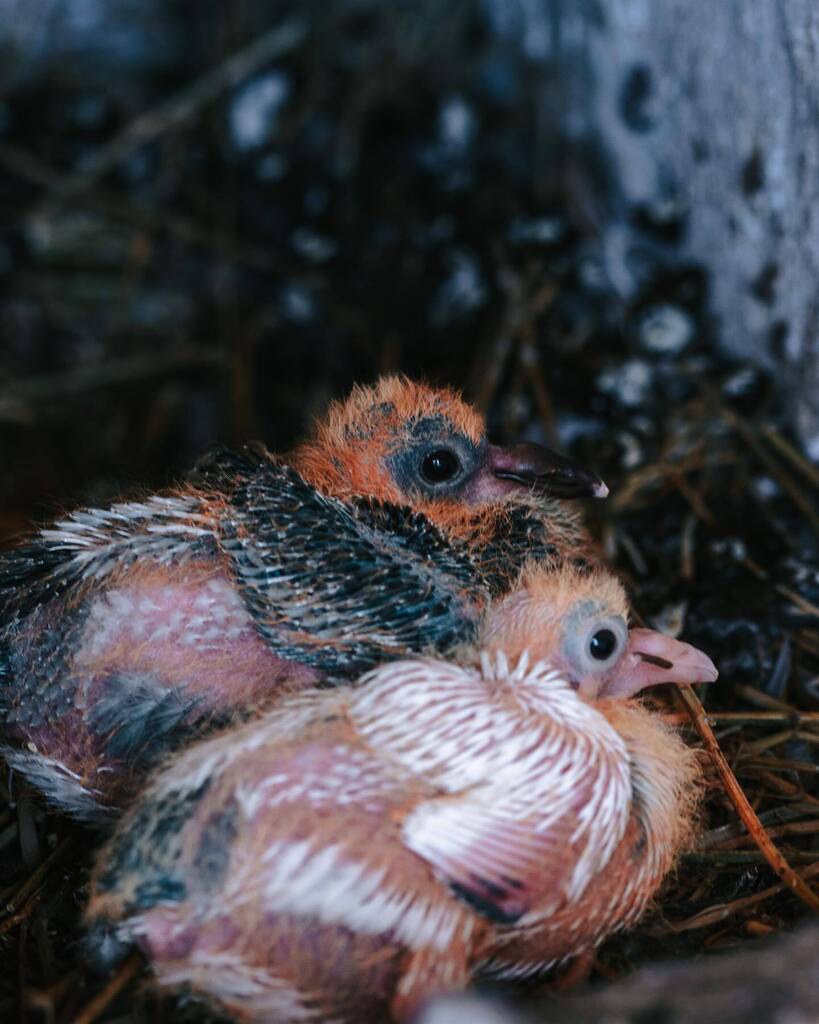 baby pigeons are so cute in a funny way instagr.am/p/CrnGZh8M1qq/