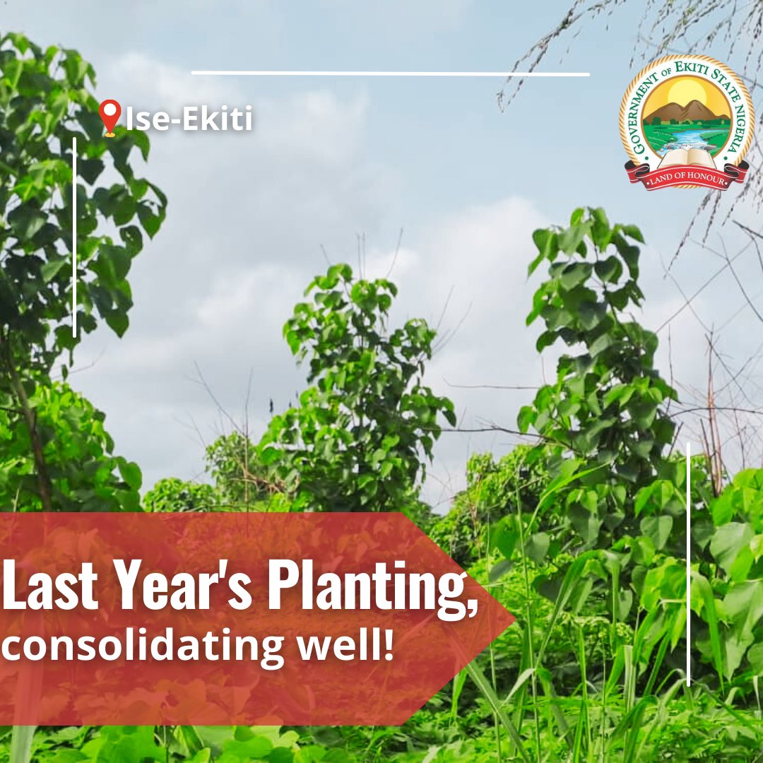 Our last year's planting at Ise- Ekiti is consolidating well. Gmelina has shot up and now provides a shelter planting for slower-growing indigenous tree species.
<a href="/MrOllyOwen/">Olly Owen</a> <a href="/ekitistategov/">Government of Ekiti State</a> <a href="/DigiCommsEKSG/">Ekiti DigiComms</a> <a href="/Followekiti/">Follow Ekiti</a> 
#agroforestry #biodiversity