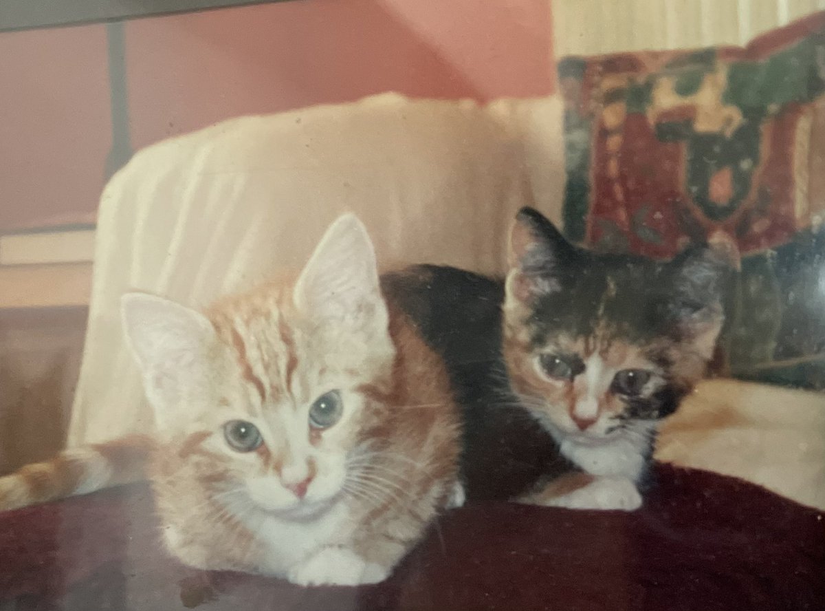 A #Caturday Thread. Beginning with our first little ones, Goldie and Isis, and their enormous kitten-ears….1/?