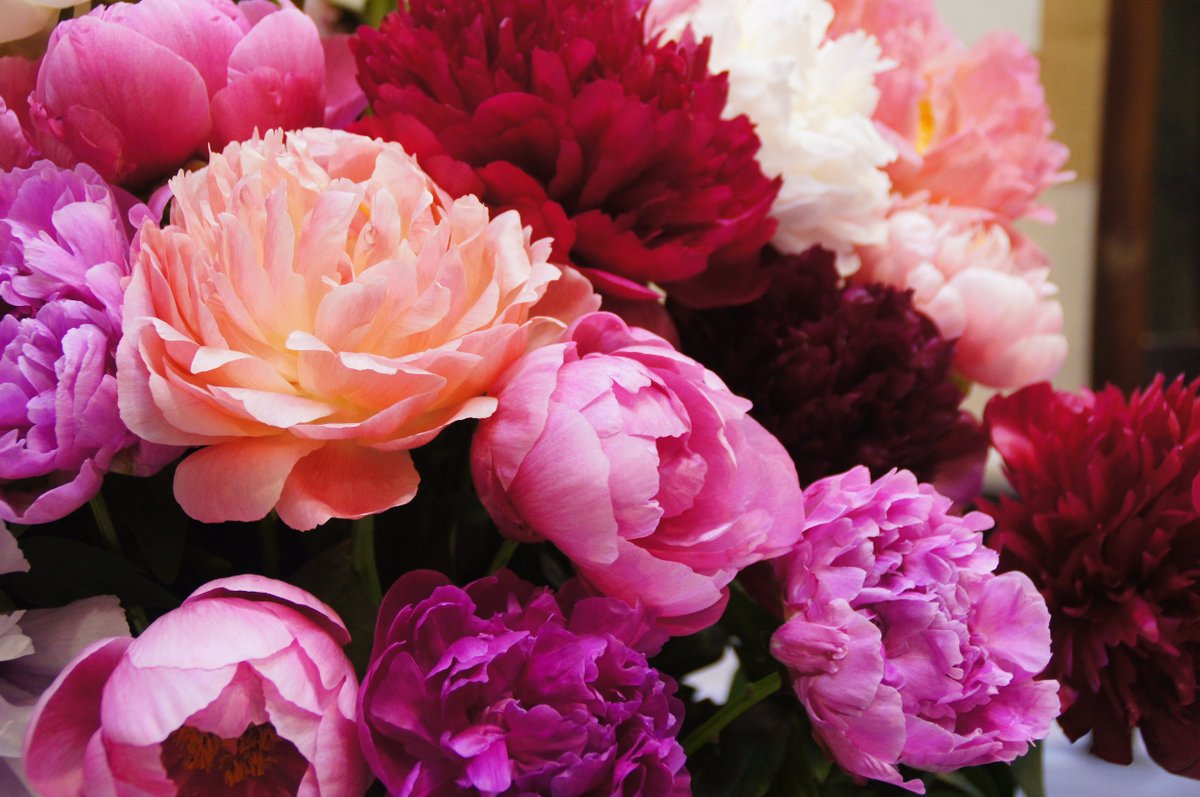 PeatFreeApril tweet media