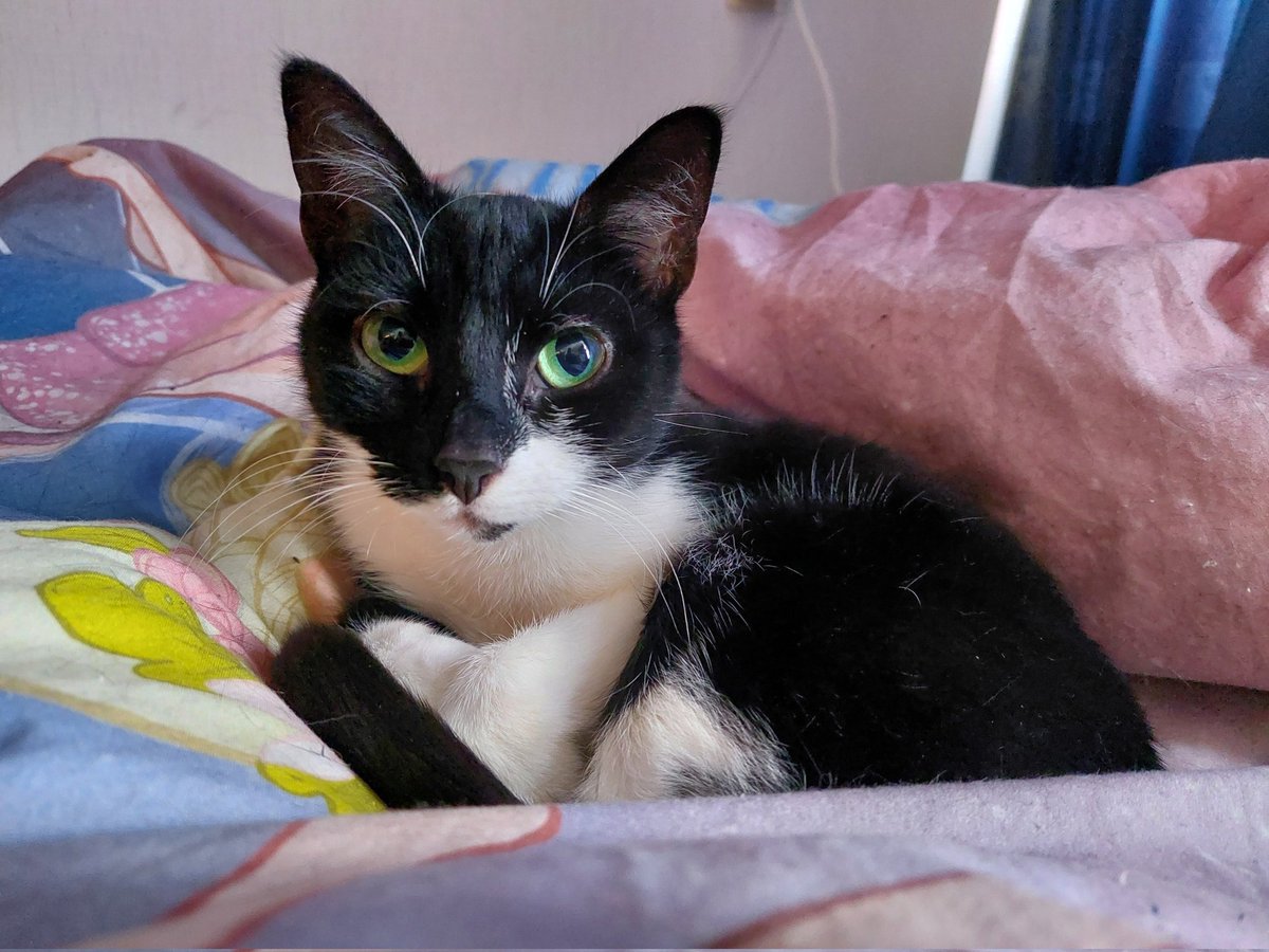 Onze lieve kleine Zelda ❤️