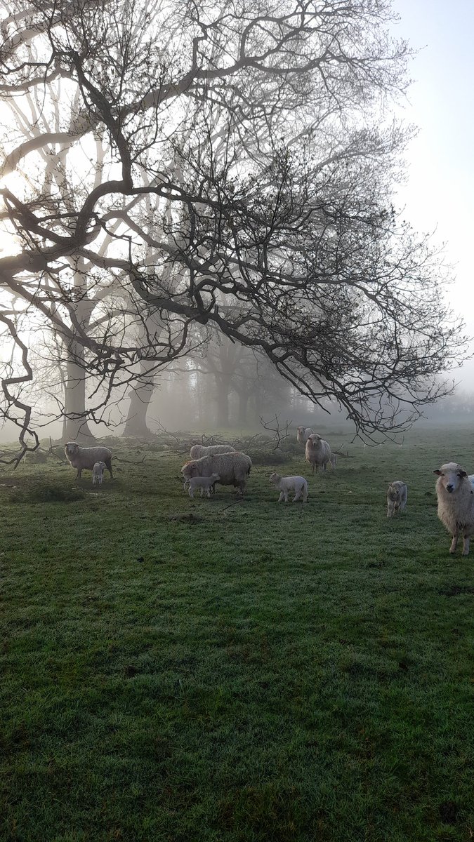 Another beautiful morning for #lambing - 90% done. Warming up a bit as well for some much needed grass growth.