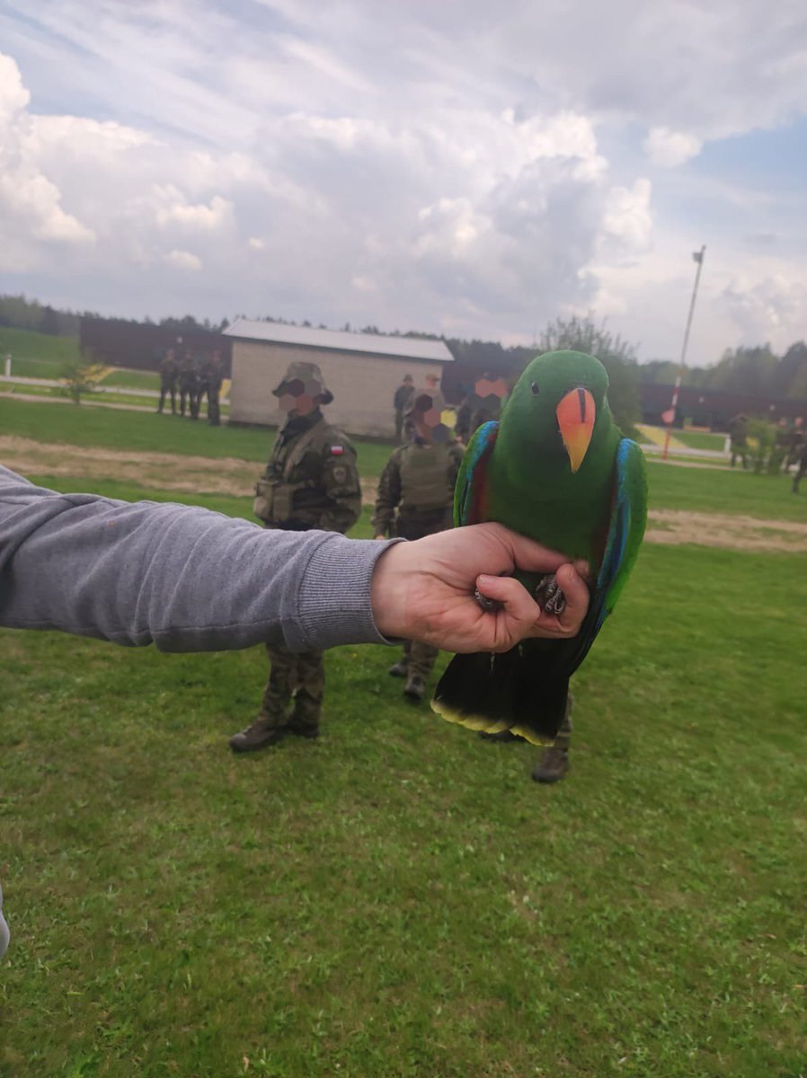 18rozpoznawczy's tweet photo. Kilka dni temu żołnierze #18pr odnaleźli papugę na strzelnicy OC Zielona‼️Sprawne oko zwiadowcy i wojskowe umiejętości w realizacji zasadzki, sprawiły że papuga wróciła cała i zdrowa do właściciela.🫡🪖🇵🇱 #zadaniaspecjalne #papuga #ryś @radiobialystok @DGeneralneRSZ @WBialystok https://t.co/hRdn7eeCMN