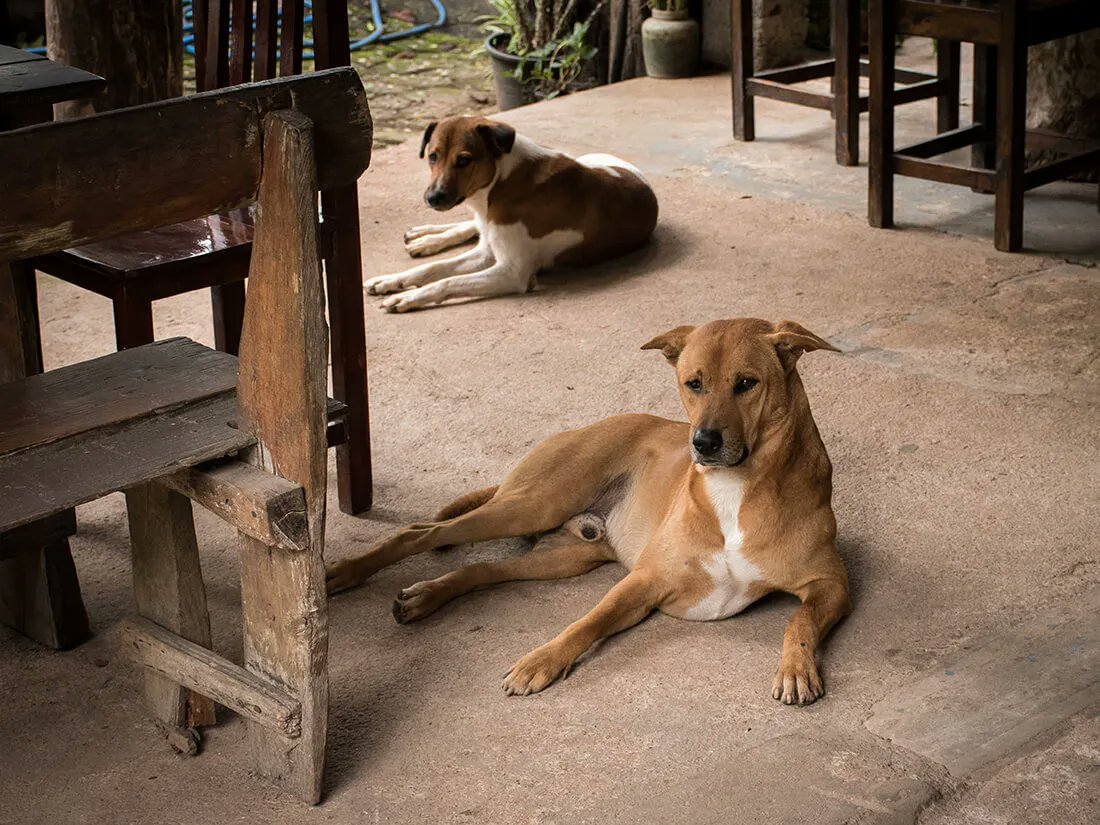 Eventyrerne's tweet photo. En hyggelig aften ved en meget lokal restaurant ændrede pludselig, vores rejse i Thailand. En sød og kælen, lokal hund gjorde udslaget. 
https://t.co/JZJ8z17uwl #thailand #rabies #bidtafhund #rejser https://t.co/DyA6arNw2L