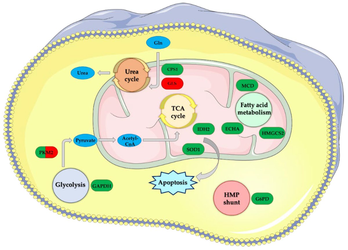 Molecules_MDPI's tweet image. 📌#Sirtuin5 #HDACs #activators #inhibitors #naturalcompounds #smallmolecules
New Publication “Insights on the Modulation of SIRT5 Activity: A Challenging Balance”
By: Stefania Villa, et al. 
👉 mdpi.com/1420-3049/27/1…
#mdpimolecules #NewPublication