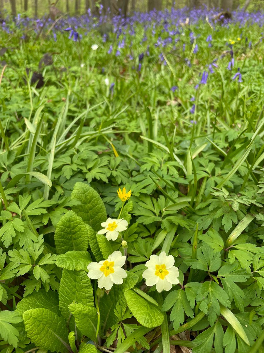 Herts & Middlesex Wildlife Trust tweet media