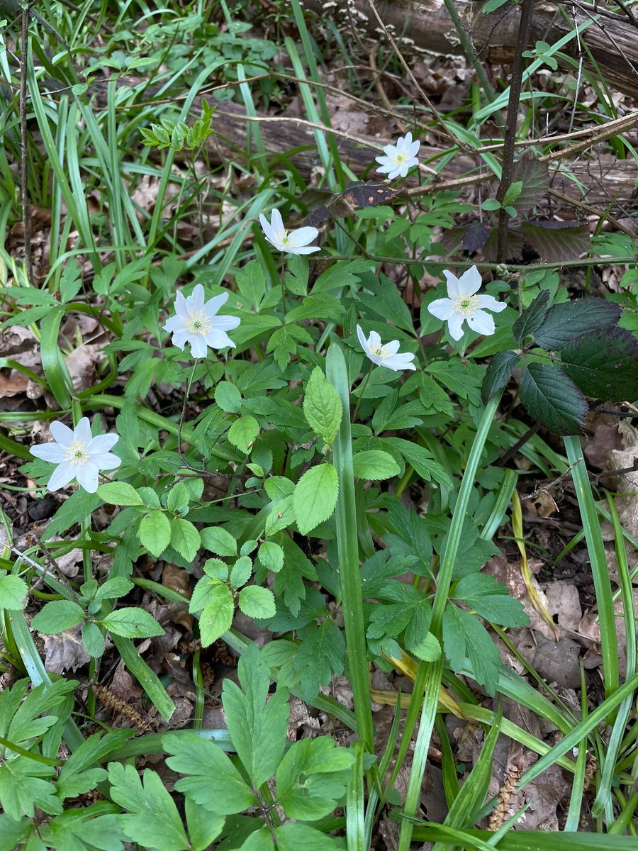Herts & Middlesex Wildlife Trust tweet media