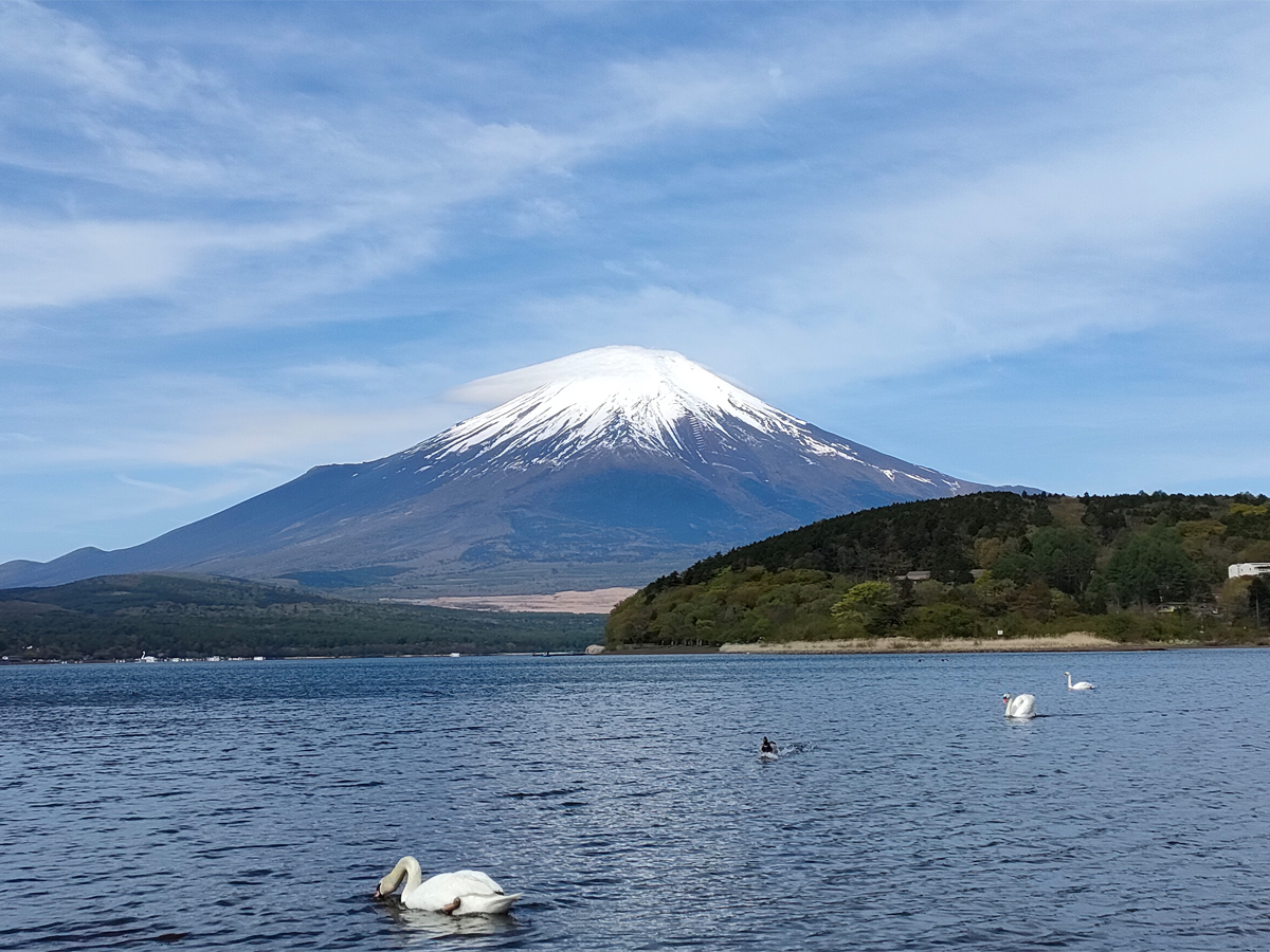 tom_guch's tweet photo. 山中湖で白鳥の湖を観ました。 https://t.co/kf8h8gXPNn
