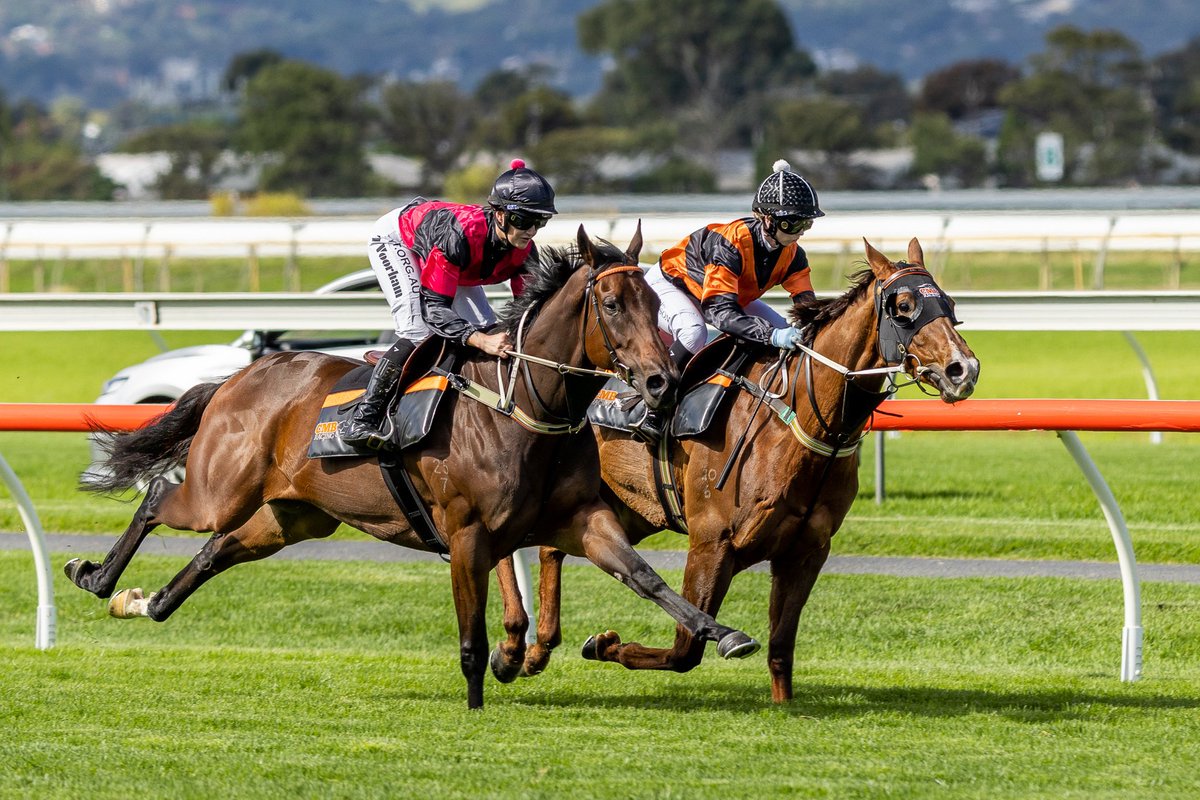 RacingCmb's tweet photo. Looking forward to these two stepping out next week at @SAJockeyClub after an impressive exhibition gallop today 

DIAMONDS 💎
G1 Robert Sangster Stakes 

FREE OF DEBT 🥒
G3 DC McKay Stakes 

Hope to see you on track 🏇🧡🖤

@ChrisBieg @mmsnippets @RacingSA @Racing @FreeOfDebt2 https://t.co/5UMbO04TK0