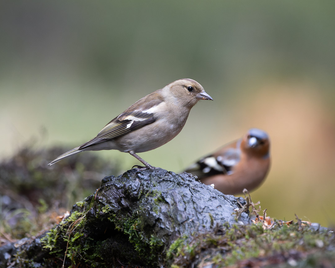 Mrs. Chaffinch photobombed by Mr. C whilst striking the perfect pose

#chaffinch #bird #yorkshire #rain #rock #feathers #bbcspringwatch #wildlifevision #thebritishwildlife #wildlifeperfection #wildlifelovers #instawildlife #birdstagram #britishwildlifephotography #animalsmagic