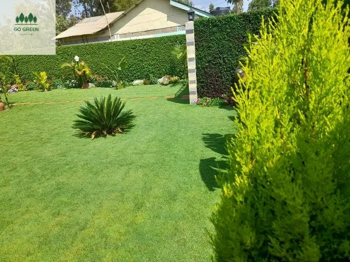 SimonJohnson_ke's tweet photo. Go green landcapers🌳.with our 10 years of experience and real focus on customer satisfaction, you can rely on us for your next garden landscaping https://t.co/hhrzGjoLnh or Whatsapp 0799620408
#Earthquack 
#pastorezekiel
#Thika
#RailaOdinga
#PastorMackenzie https://t.co/GGX3LBj55i