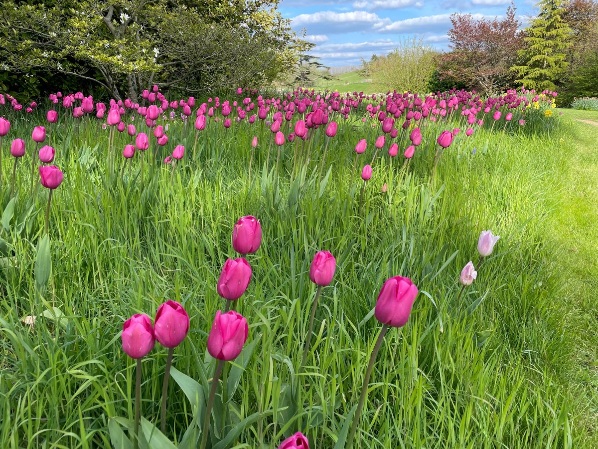Lovely to see the second variety of Tulips on Tulip Roundabout flourish.  Enjoying seeing successional planting of bulbs. Tulip Mania Rocks!
<a href="/VisitWestDorset/">Visit West Dorset</a> <a href="/VisitSherborne/">VisitSherborne</a> <a href="/VisitDorset/">Visit Dorset</a> <a href="/Historic_Houses/">Historic Houses</a>