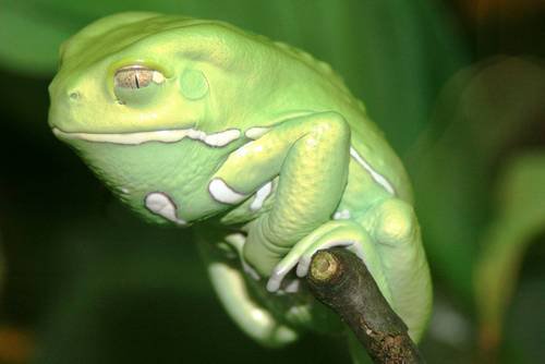 Waxy monkey leaf frogs don't hop or jump, but get around by just walking and climbing.