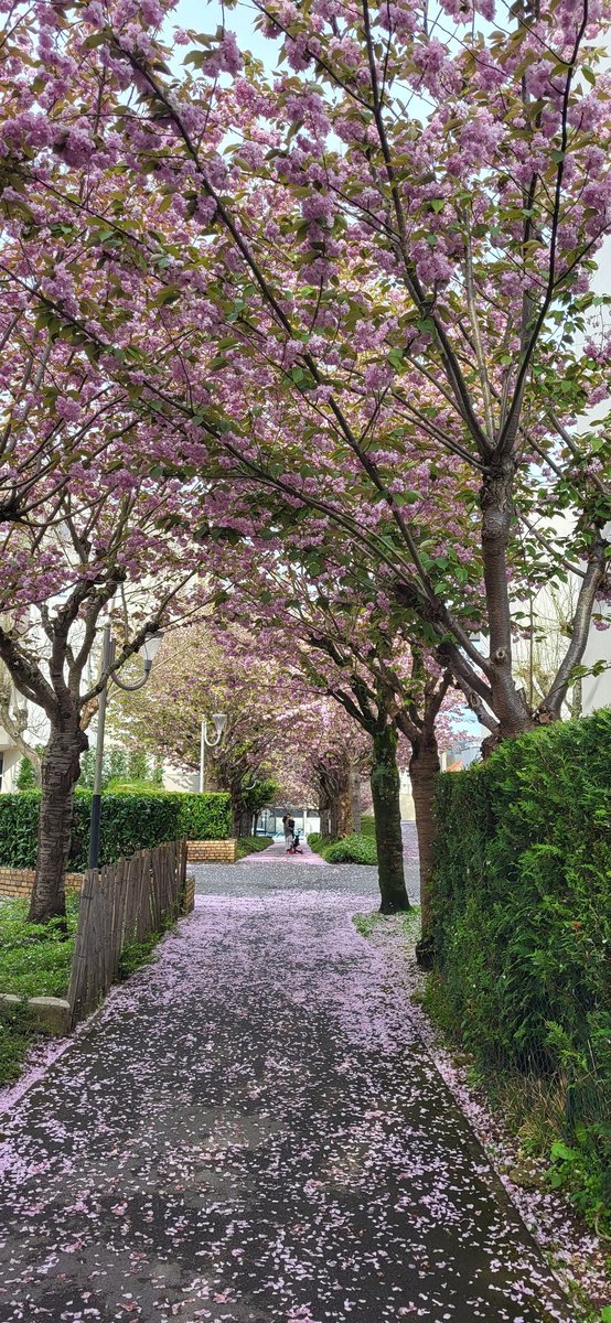 Primavera sotto casa #Sakura sotto casa #printemps #Primavera