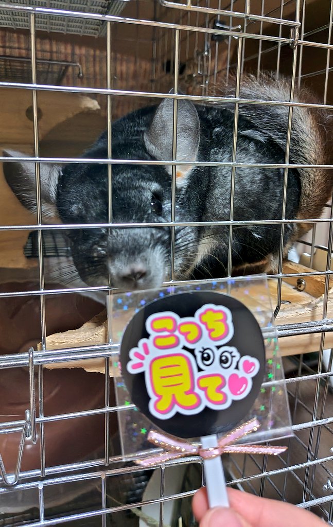 tenten_181010's tweet photo. NONさん( @TTR03s2 )からいただいたうちわ、効果は抜群！！ https://t.co/P2PhjrBqHq