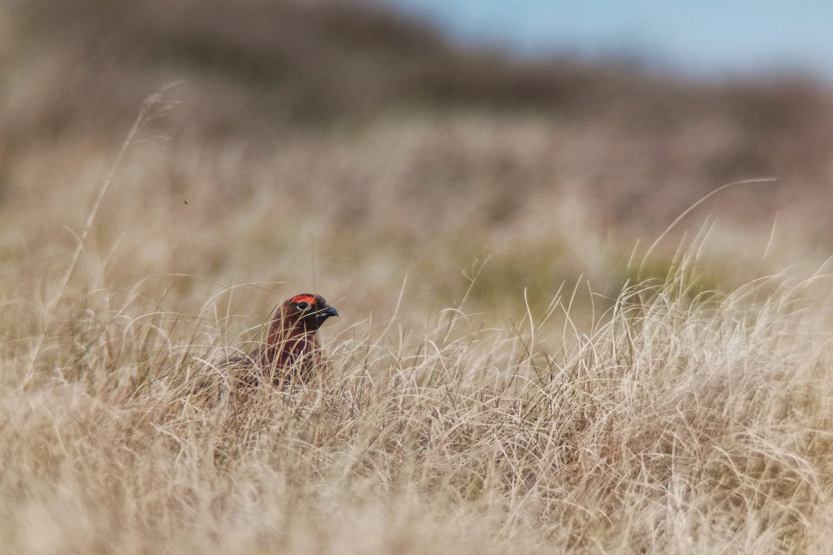 LapwingEcology's tweet photo. This week was spent up on the moors, with everything that entails... 
🐓🐍🥚🕷️ #ecology #yearticks https://t.co/oxNTgXUDrB