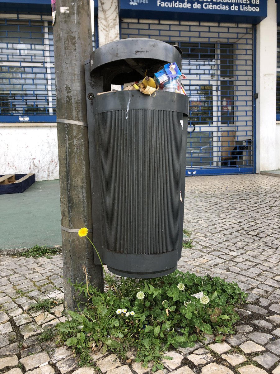chozas_sergio's tweet photo. #plantdiversity under a #litterbin in #lisbon #trifoliumrepens #capsellabursapastoris https://t.co/KNPoUFSp1f