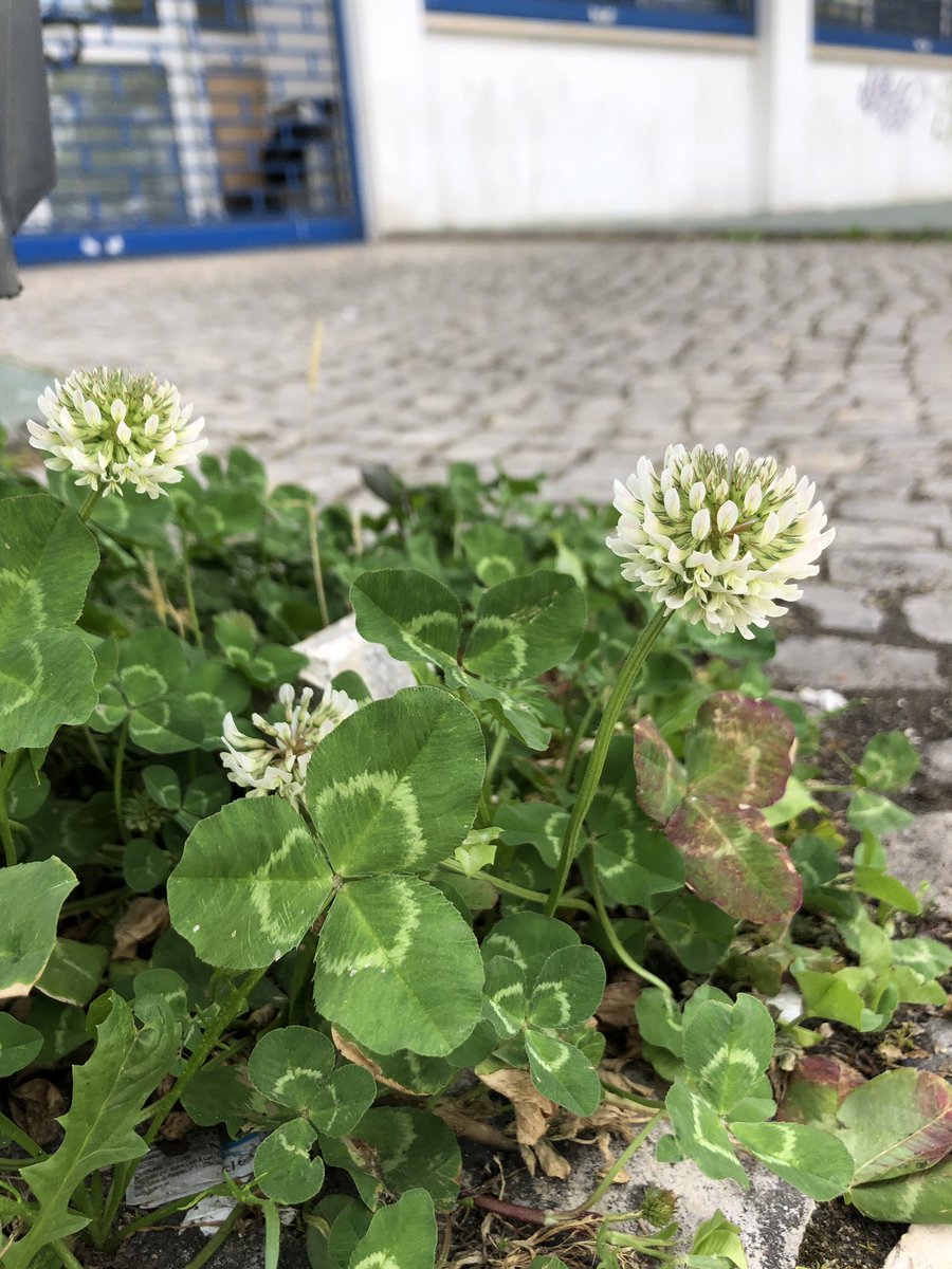 chozas_sergio's tweet photo. #plantdiversity under a #litterbin in #lisbon #trifoliumrepens #capsellabursapastoris https://t.co/KNPoUFSp1f