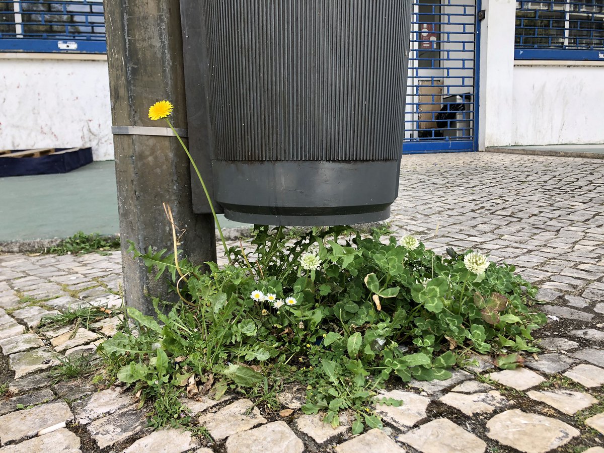 chozas_sergio's tweet photo. #plantdiversity under a #litterbin in #lisbon #trifoliumrepens #capsellabursapastoris https://t.co/KNPoUFSp1f