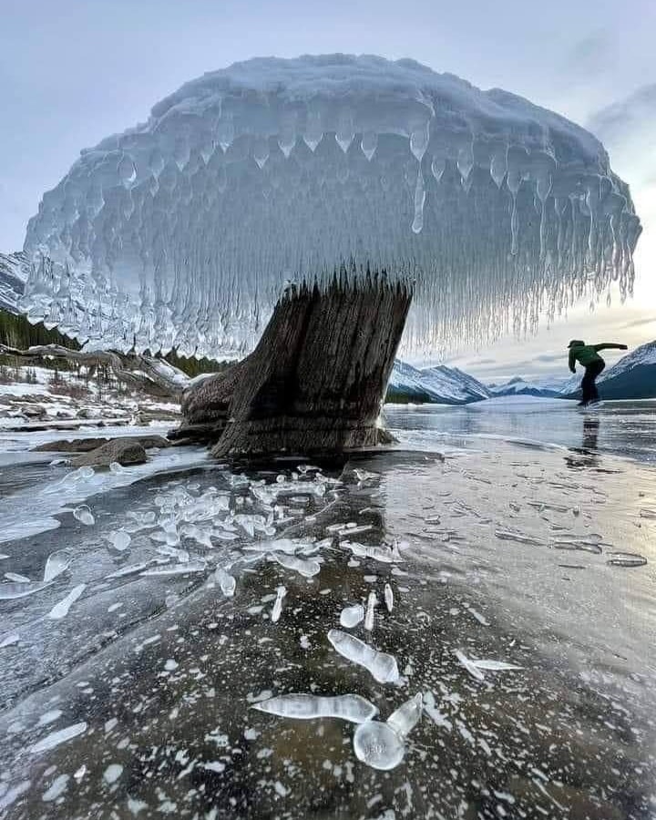 AmazingNature00's tweet photo. Ice Tree 🌲🌳❄️ Canadá 🇨🇦 https://t.co/frgQ6XkQ7T