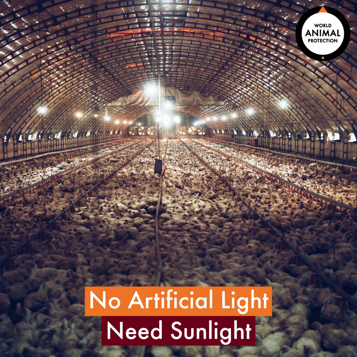 MoveTheWorldIN's tweet photo. The rate at which chickens have now achieved their slaughter weight is nearly twice as fast as it was forty years ago, and their legs cannot keep up with the accelerated body growth. 
Act now: https://t.co/vWuQXf86bS
#EndSuperbug #AMR #AdaptGreen #EatBetter #factoryfarming https://t.co/UFltmruMCW