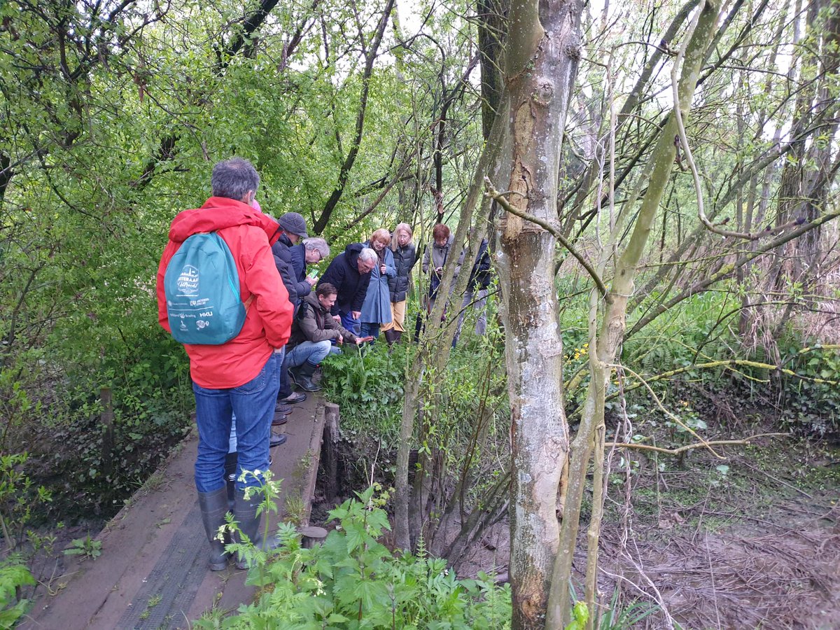 Op plantenexcursie met leden van de <a href="/DeNVWK/">de NVWK</a>, in een van de mooiste gebieden van de Krimpenerwaard. Hier bekijken we het zeldzame Moerasstreepzaad (Crepis paludosa). In het zoetwatergetijdengebied groeit hij soms in de wilgenvloedbossen zoals hier in het Stormpoldervloedbos.