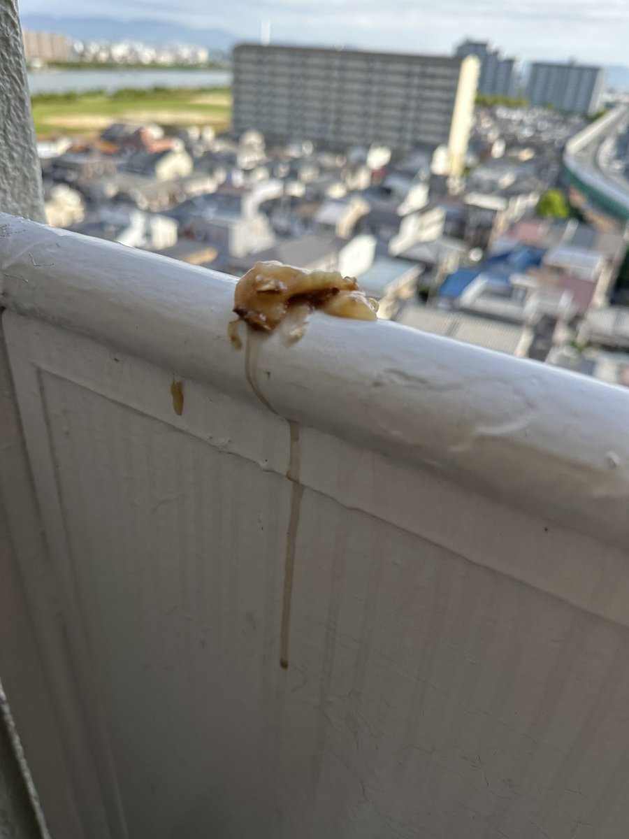 877lima's tweet image. リマです…

バナナで何か作ろうと買って外に置いといたら、誰かクチバシある人にやられましたヽ(￣д￣;)ノ=3=3=3

美味しかったですか…

リマのスティクケーキもおすすめです(°▽°)