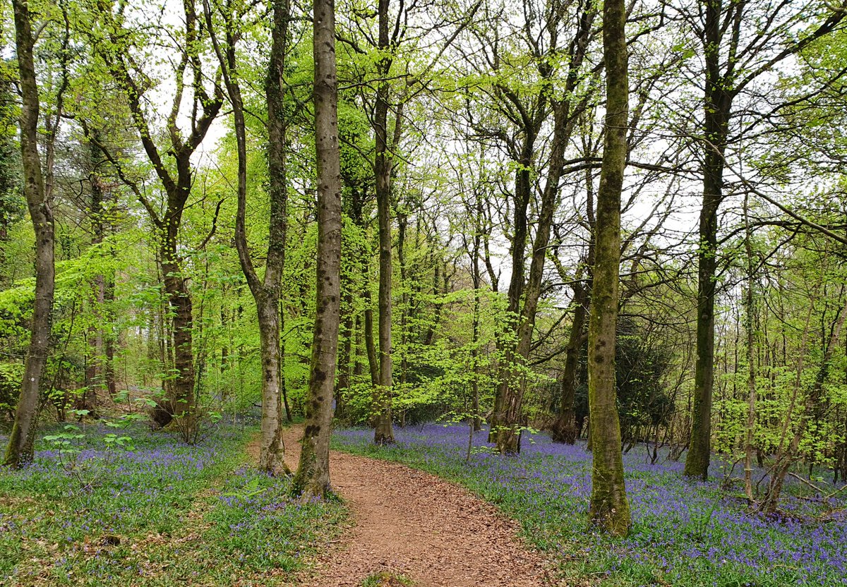 LongWeekenders's tweet image. Last year i was walking #Gloucestershireway in the #forestofdean which was carpetted in #bluebells. Listen to my #rambling adventures on my #podcast Walk This Way. Current series is my most popular yet. Get inspired and #walk a Long Distance Path this year! @LDWA1 @andyc_oxford