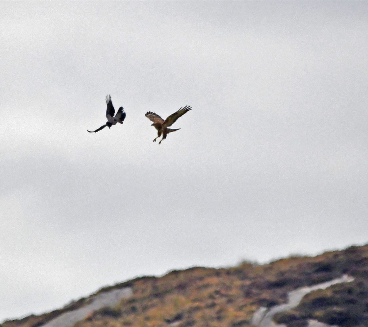 GweebarraG's tweet photo. #AlienVPredator #Donegal #Buteobuteo Big crop #Buzzard of the Day! https://t.co/ei0LE6tiN9