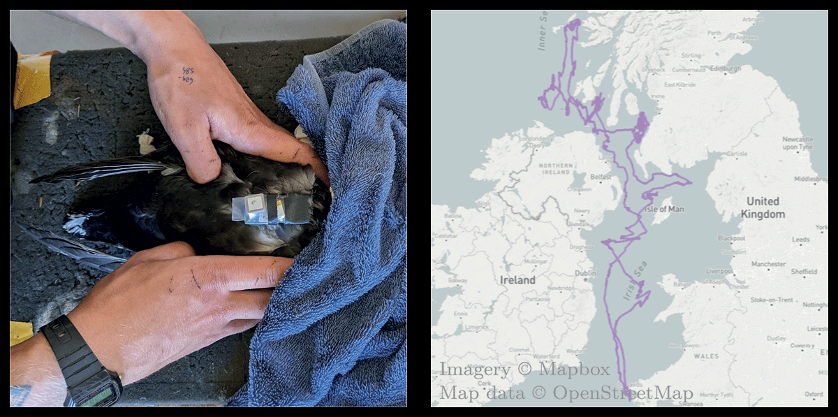 MWNautilus's tweet photo. #SNAPPERGPS: A small, $30 #OpenSource, low-power #wildlife location tracking system:

-runs >1 year (40 mAh battery)

Paper: https://t.co/rij1LSXycU
Web: https://t.co/rBDiCEirXU
GitHub: https://t.co/CJJQ1zajUa

#DIYbio #instruments #GPS #GNSS #animal #conservation #biodiversity https://t.co/g0yaU7GvgO
