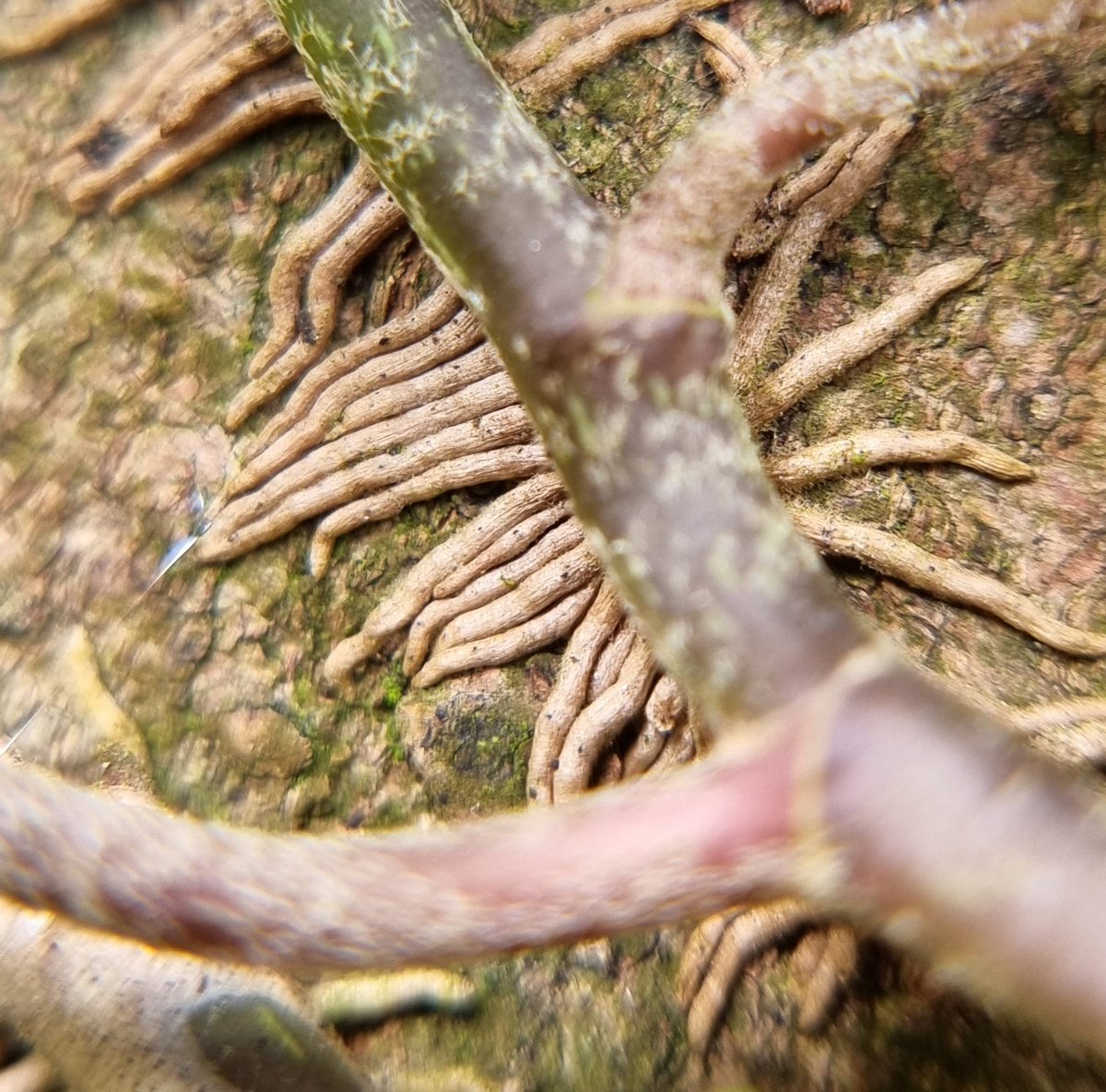My_ScienceClub's tweet image. As Spring comes round plants get their defences ready.
If you're exploring outdoors this weekend see what plant defences you can find and share them with us.
#gardensafari
#upcloseandpersonal