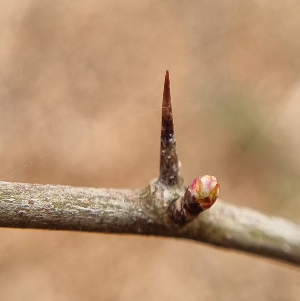 My_ScienceClub's tweet image. As Spring comes round plants get their defences ready.
If you're exploring outdoors this weekend see what plant defences you can find and share them with us.
#gardensafari
#upcloseandpersonal
