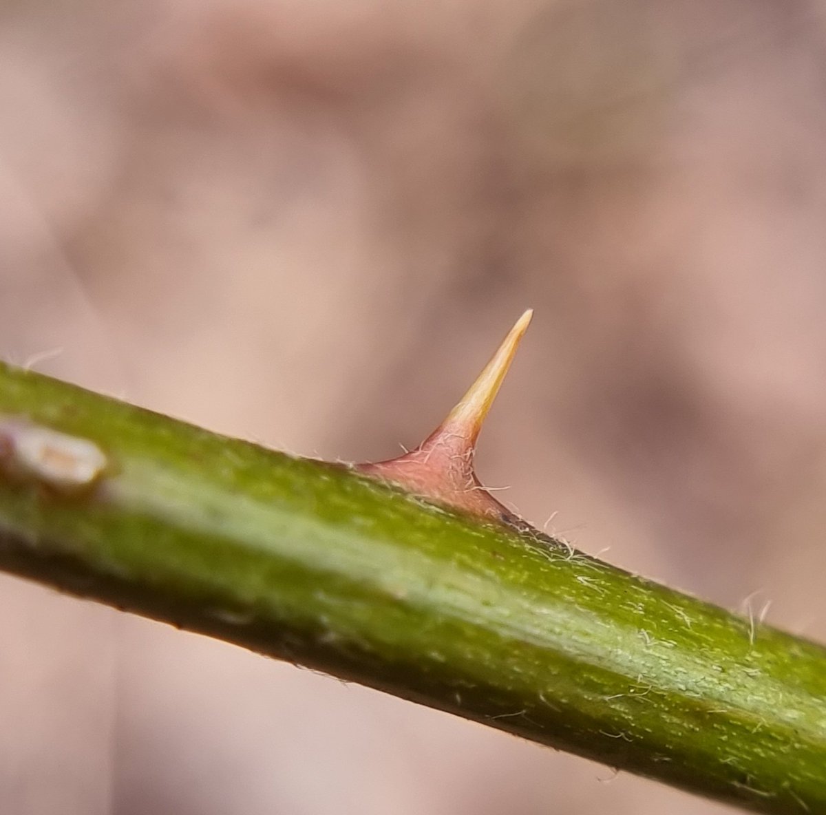 My_ScienceClub's tweet image. As Spring comes round plants get their defences ready.
If you're exploring outdoors this weekend see what plant defences you can find and share them with us.
#gardensafari
#upcloseandpersonal