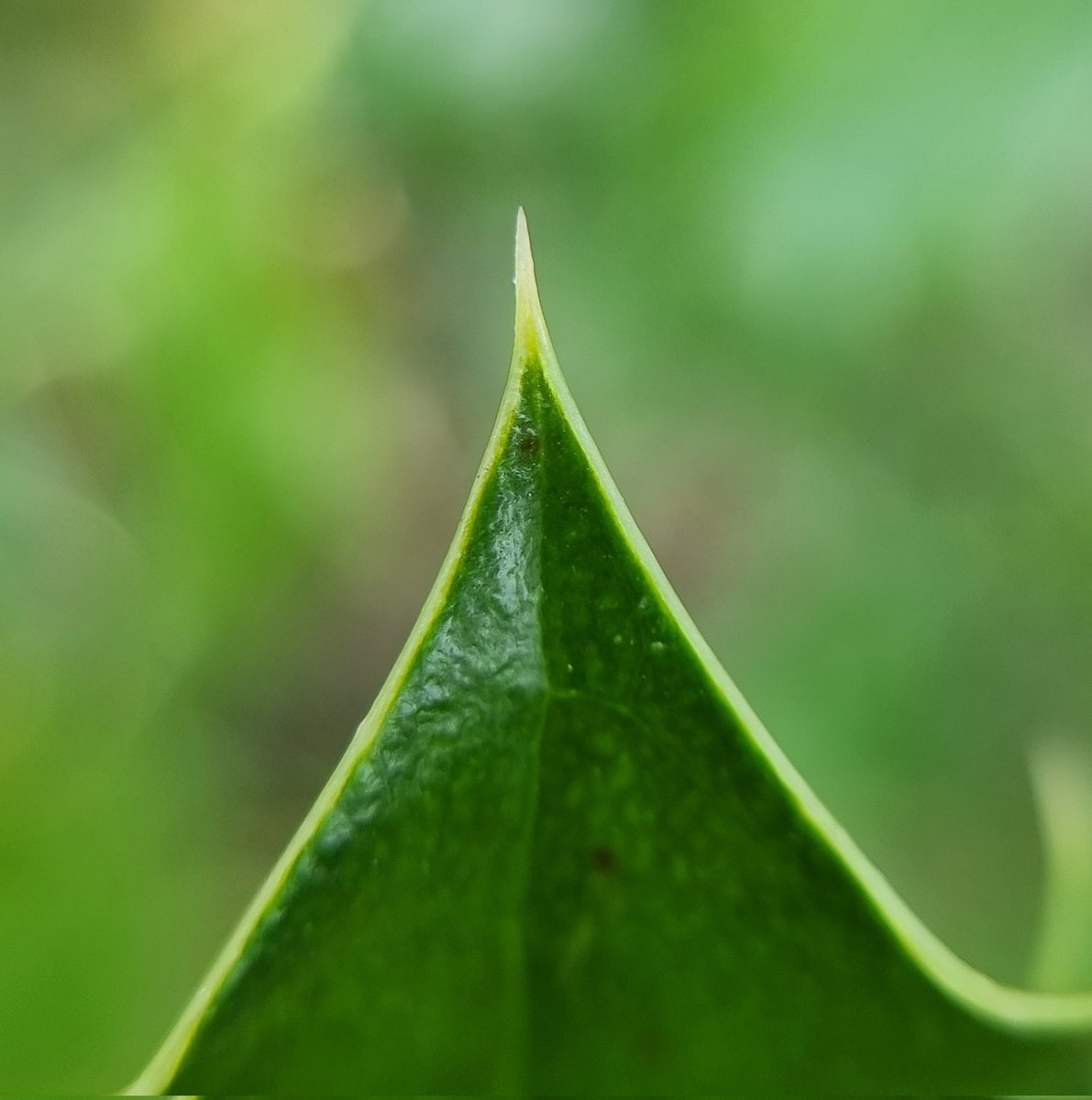 My_ScienceClub's tweet image. As Spring comes round plants get their defences ready.
If you're exploring outdoors this weekend see what plant defences you can find and share them with us.
#gardensafari
#upcloseandpersonal